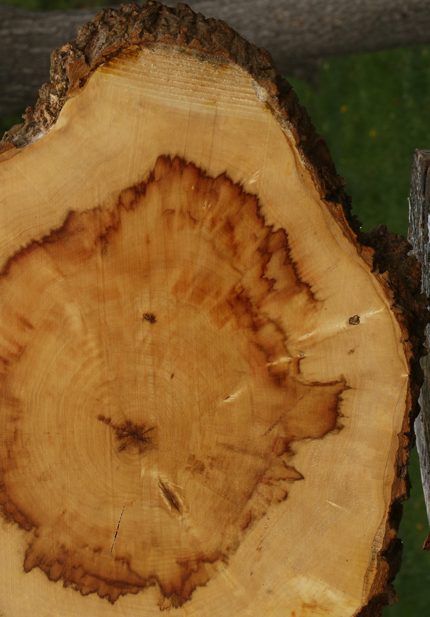 Figured Box Elder Cookie