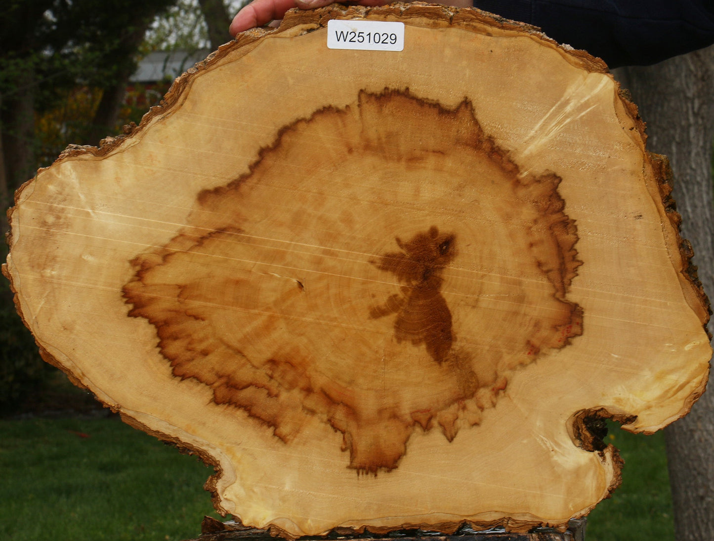 Figured Box Elder Cookie