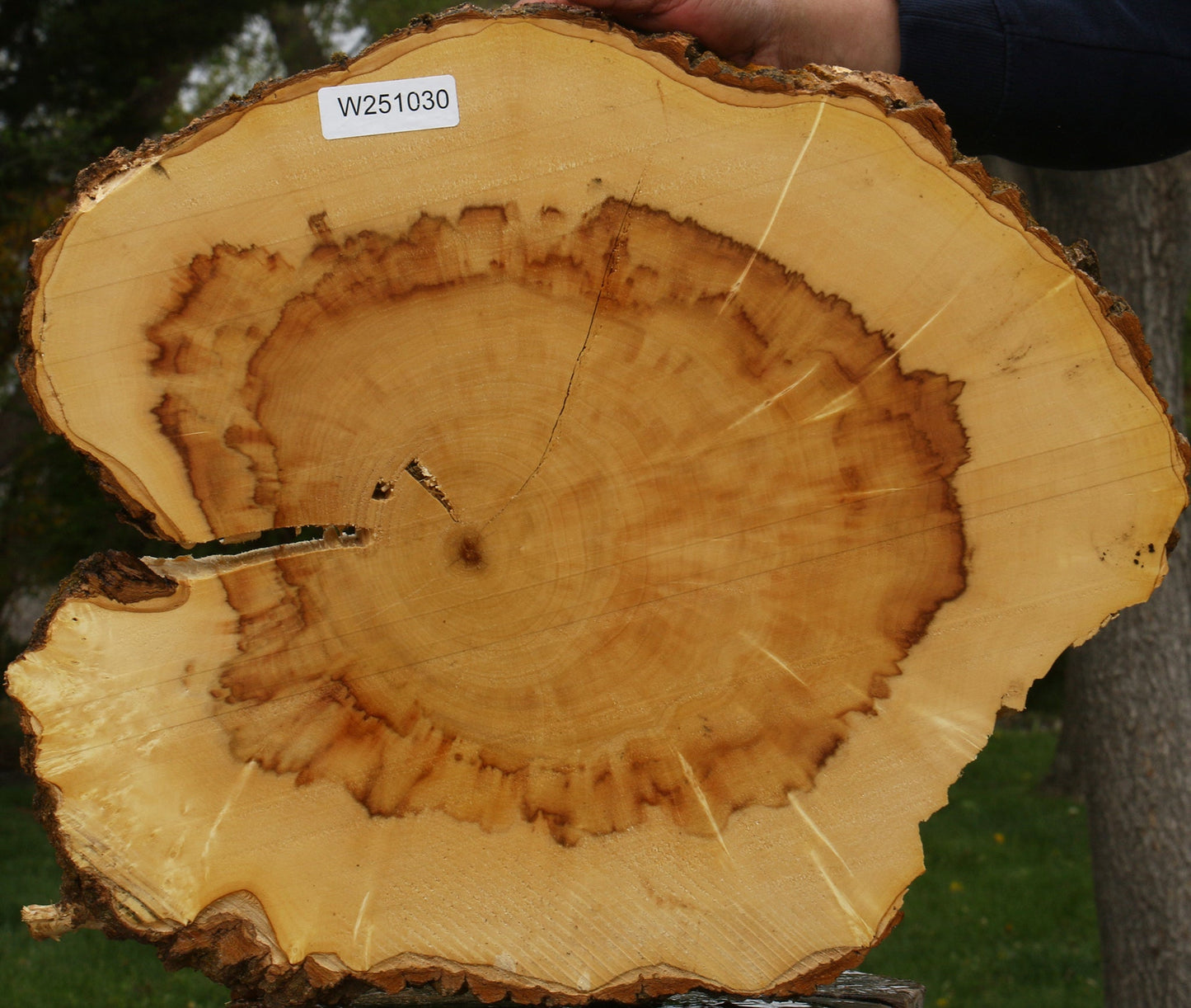Figured Box Elder Cookie