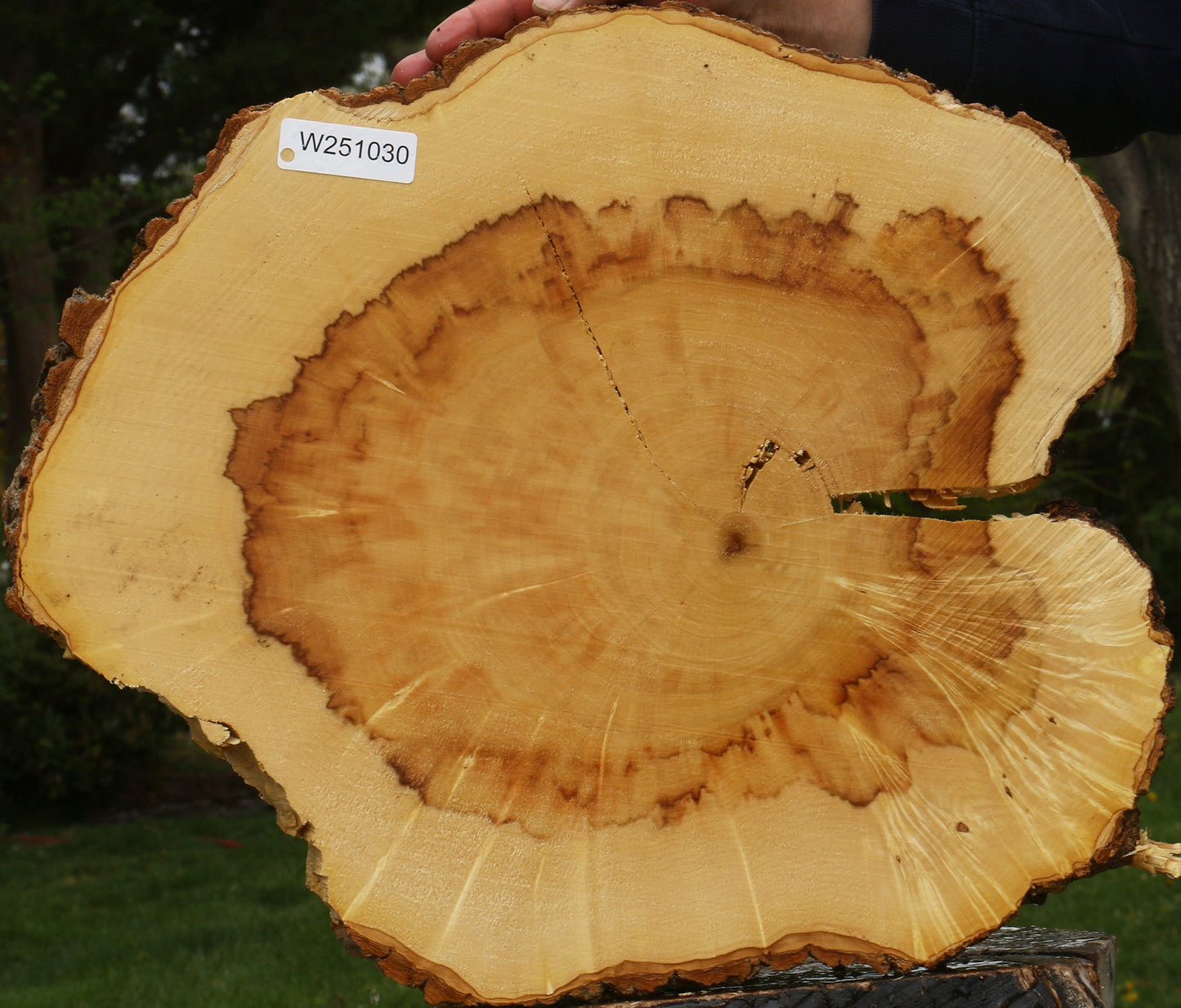 Figured Box Elder Cookie