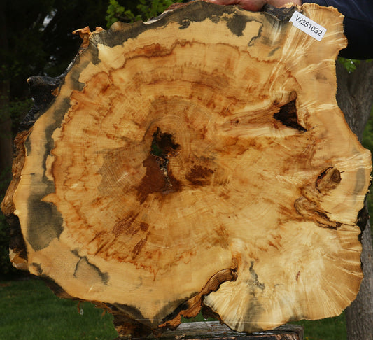 Box Elder Burl Cookie