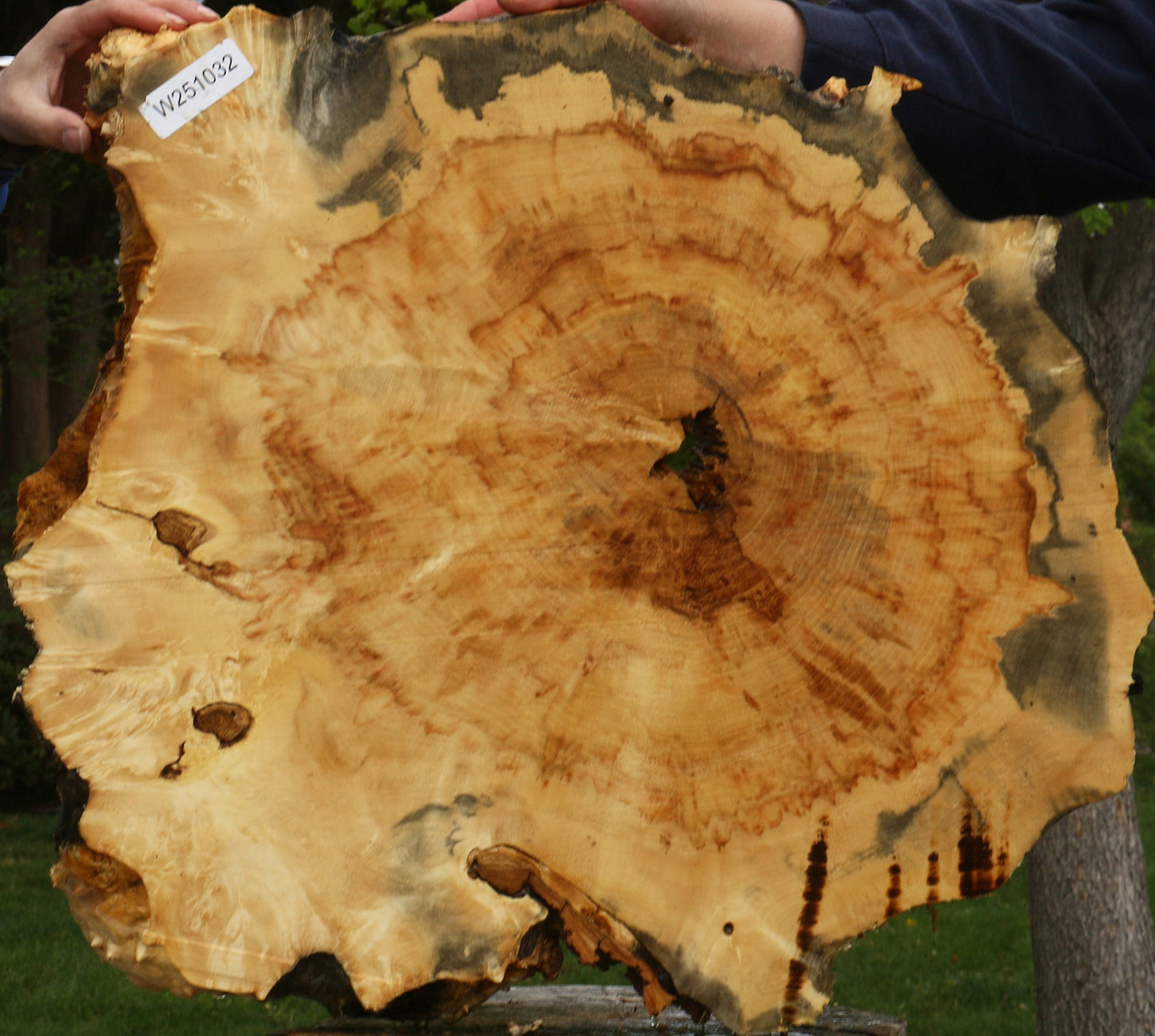 Box Elder Burl Cookie