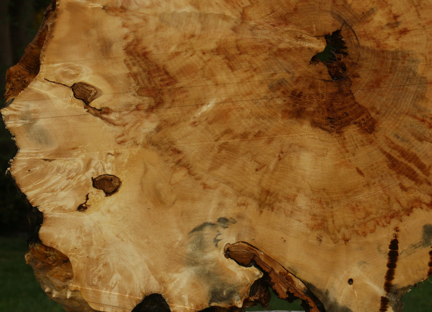 Box Elder Burl Cookie