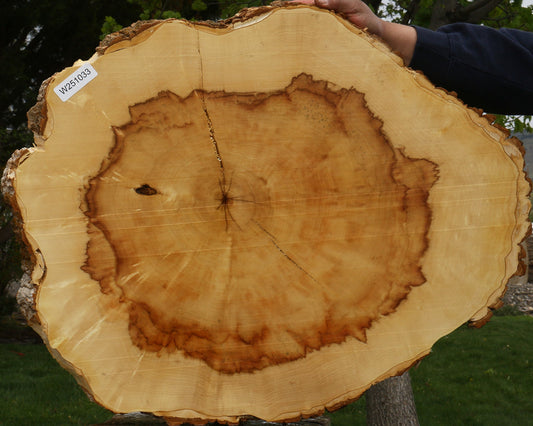 Box Elder Cookie