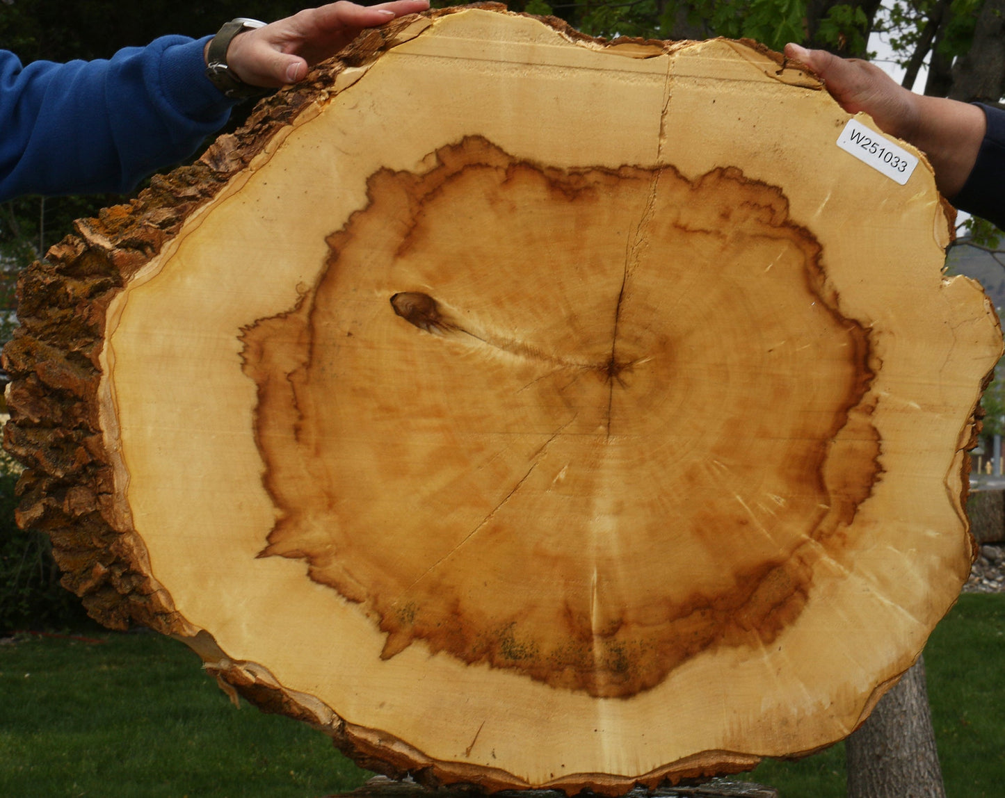 Box Elder Cookie