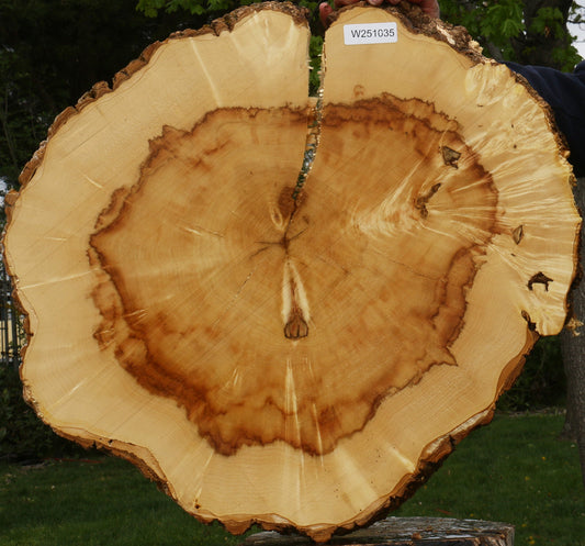 Extra Fancy Box Elder Cookie