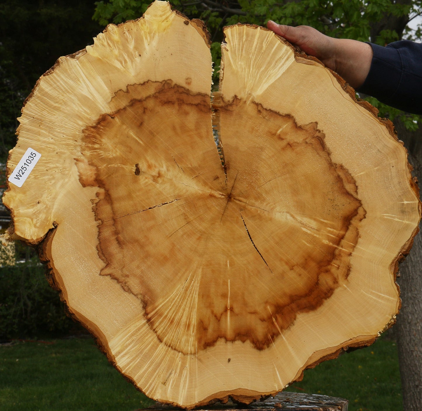 Extra Fancy Box Elder Cookie