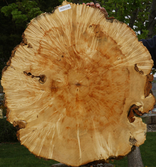 Box Elder Burl Cookie