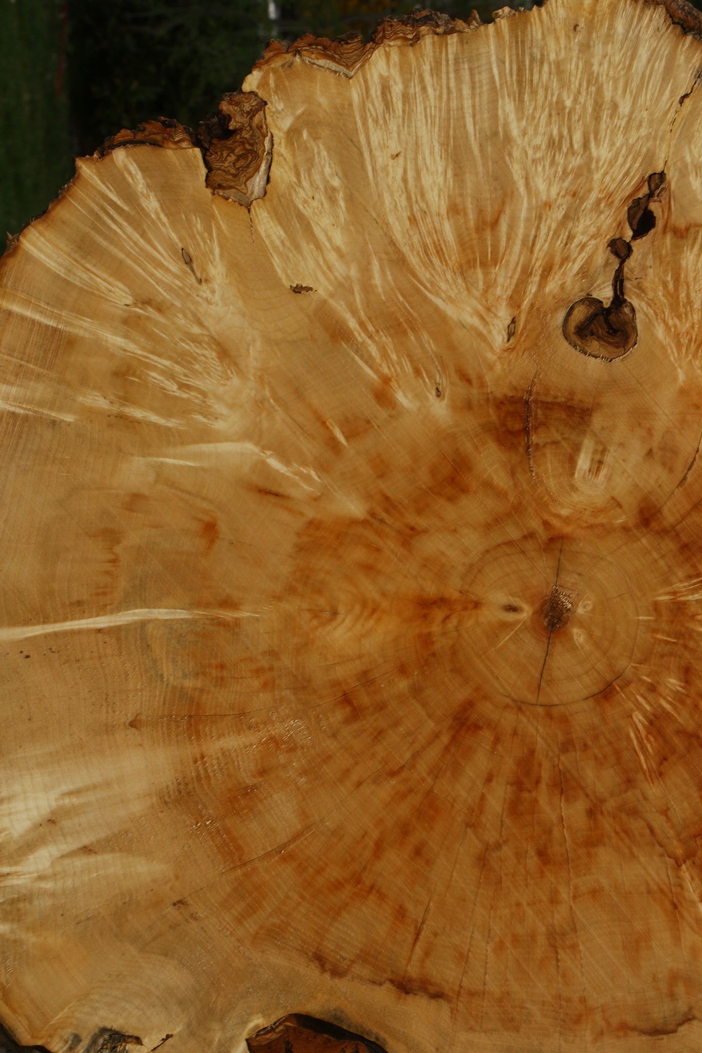 Box Elder Burl Cookie