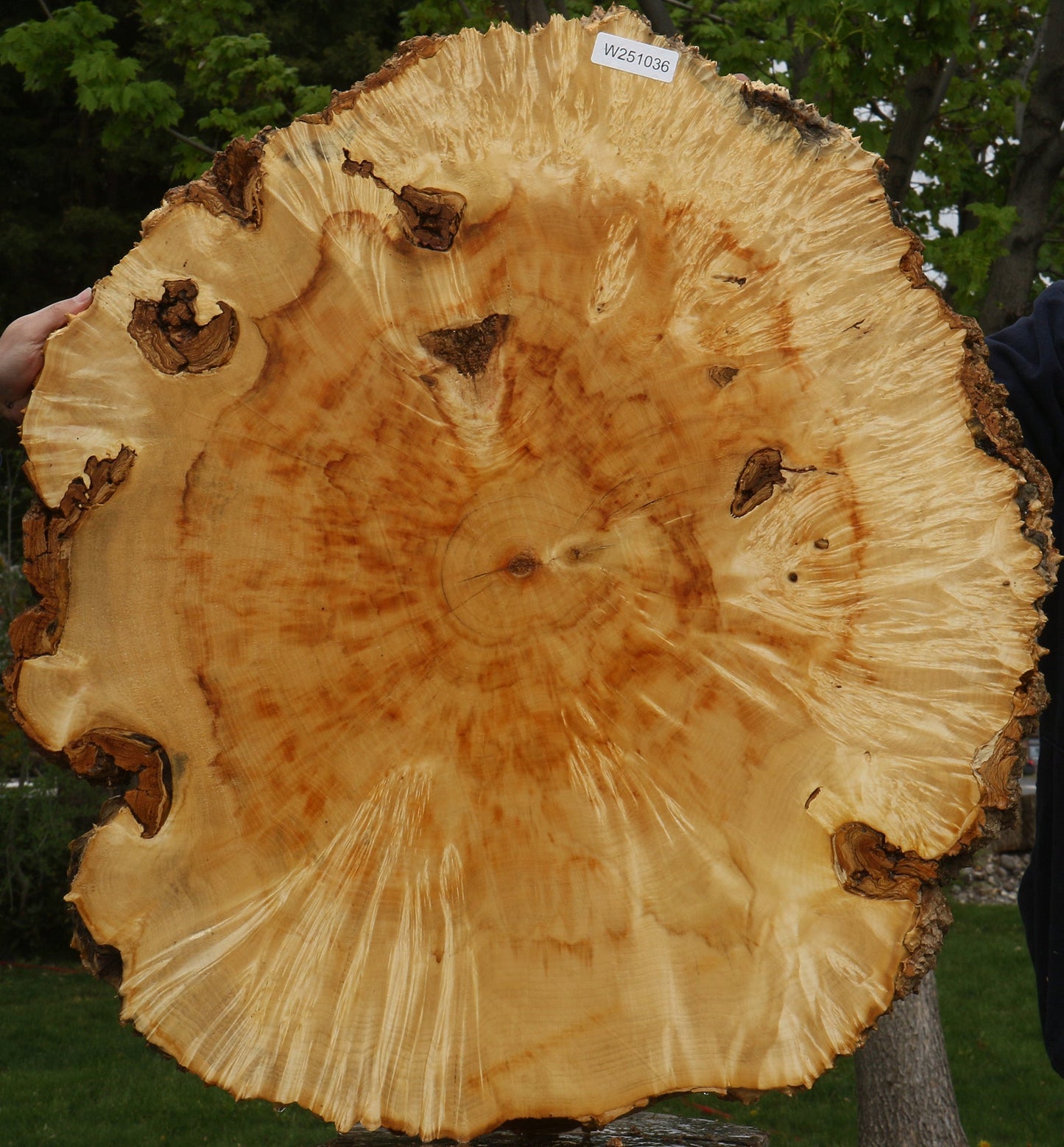 Box Elder Burl Cookie