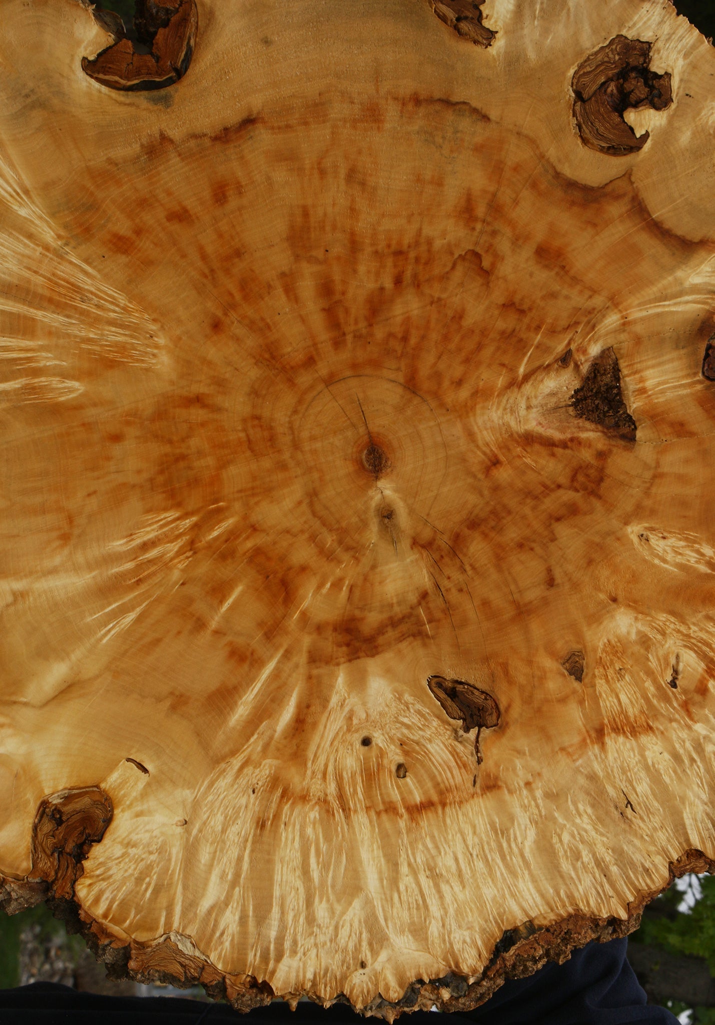 Box Elder Burl Cookie