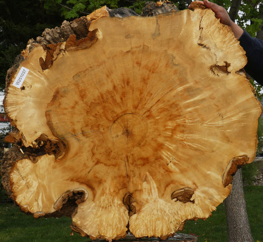 Box Elder Burl Cookie