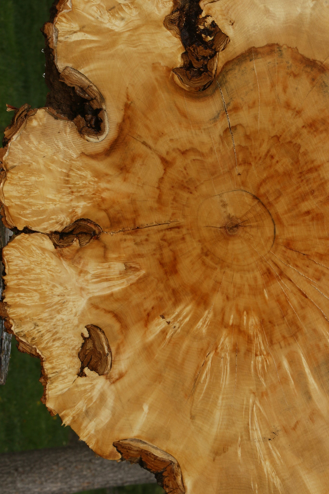 Box Elder Burl Cookie