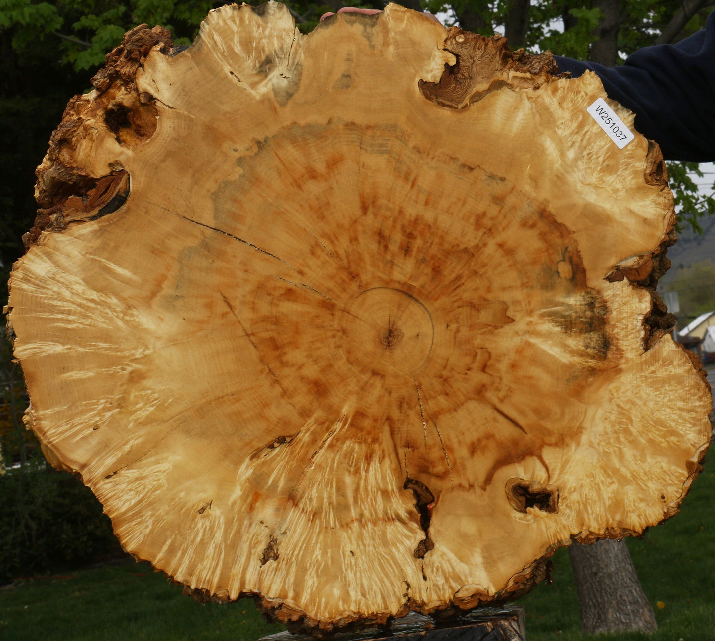 Box Elder Burl Cookie