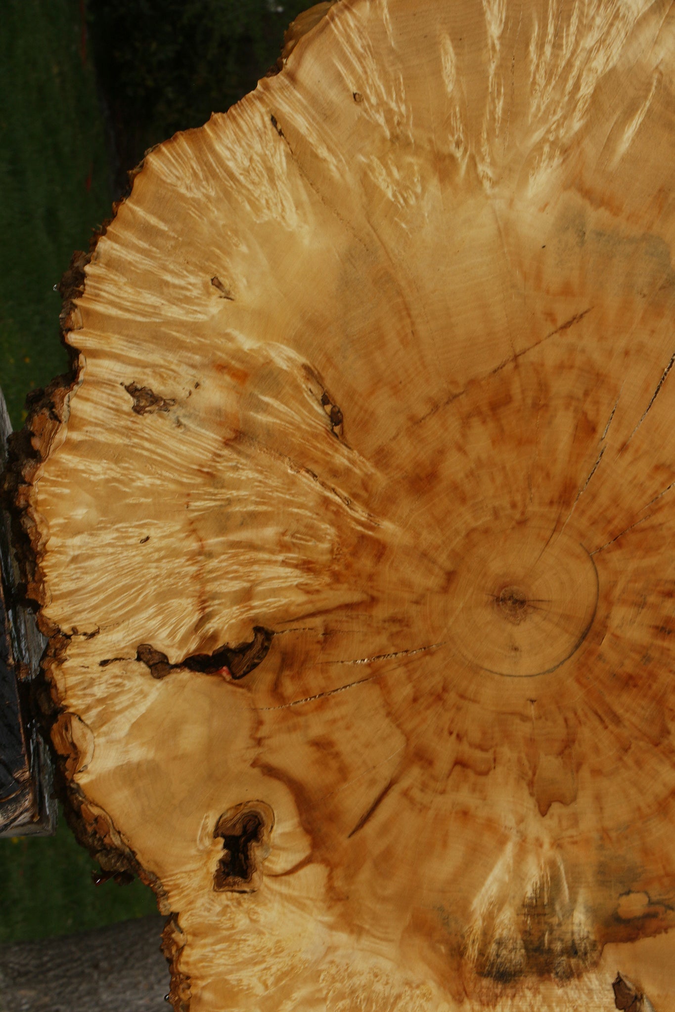 Box Elder Burl Cookie