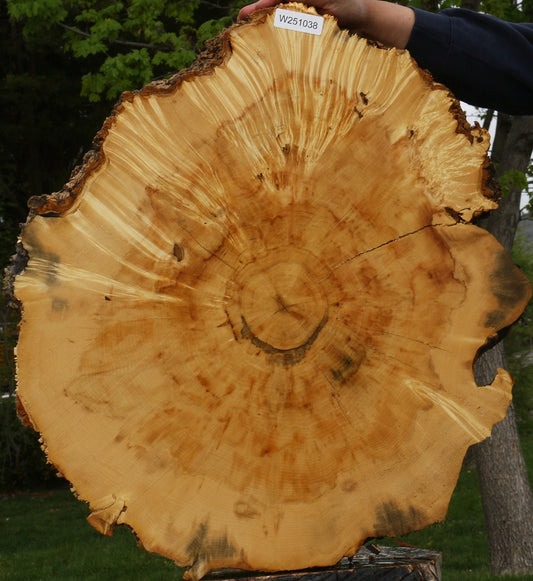 Extra Fancy Box Elder Cookie