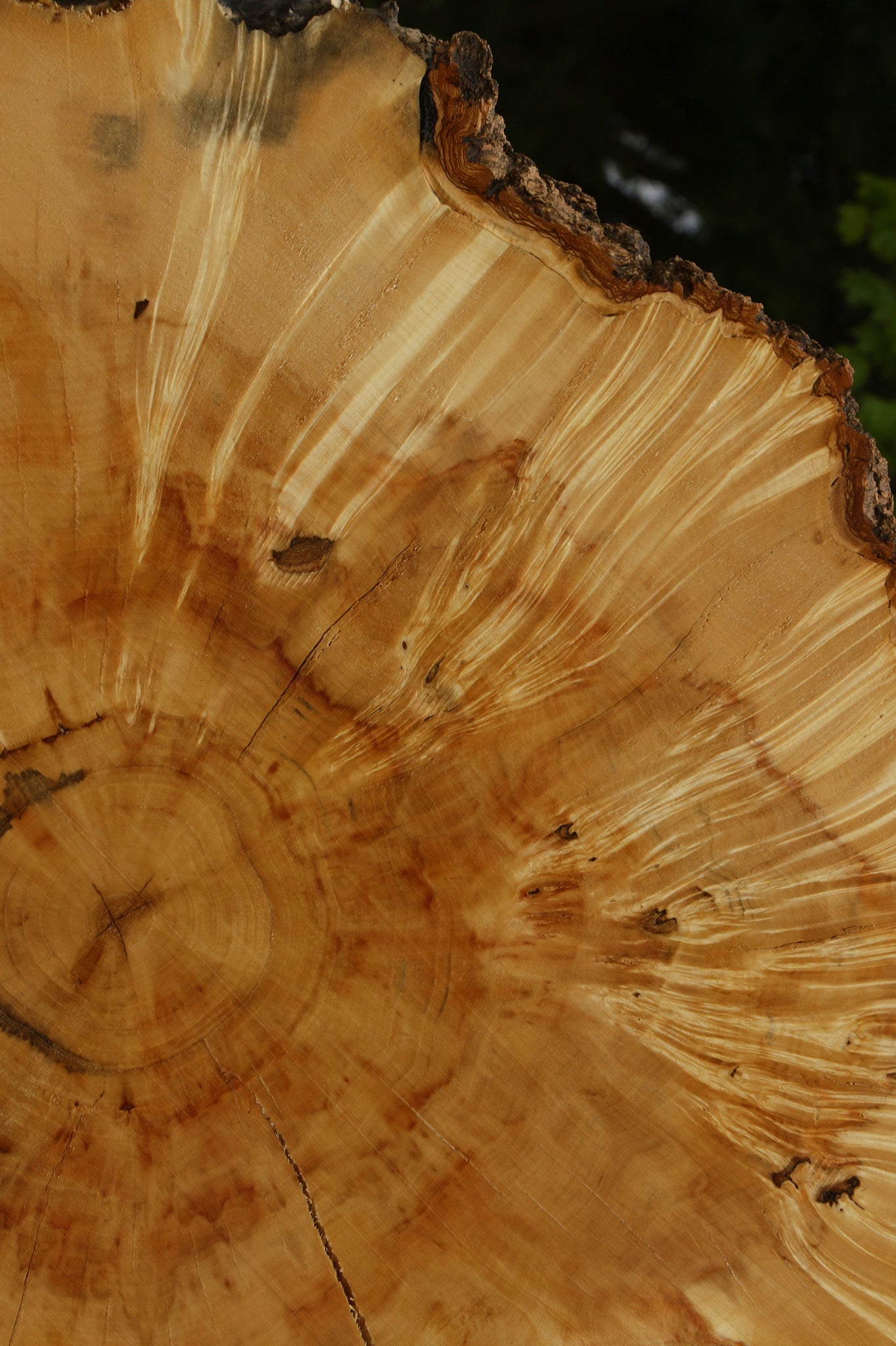 Extra Fancy Box Elder Cookie