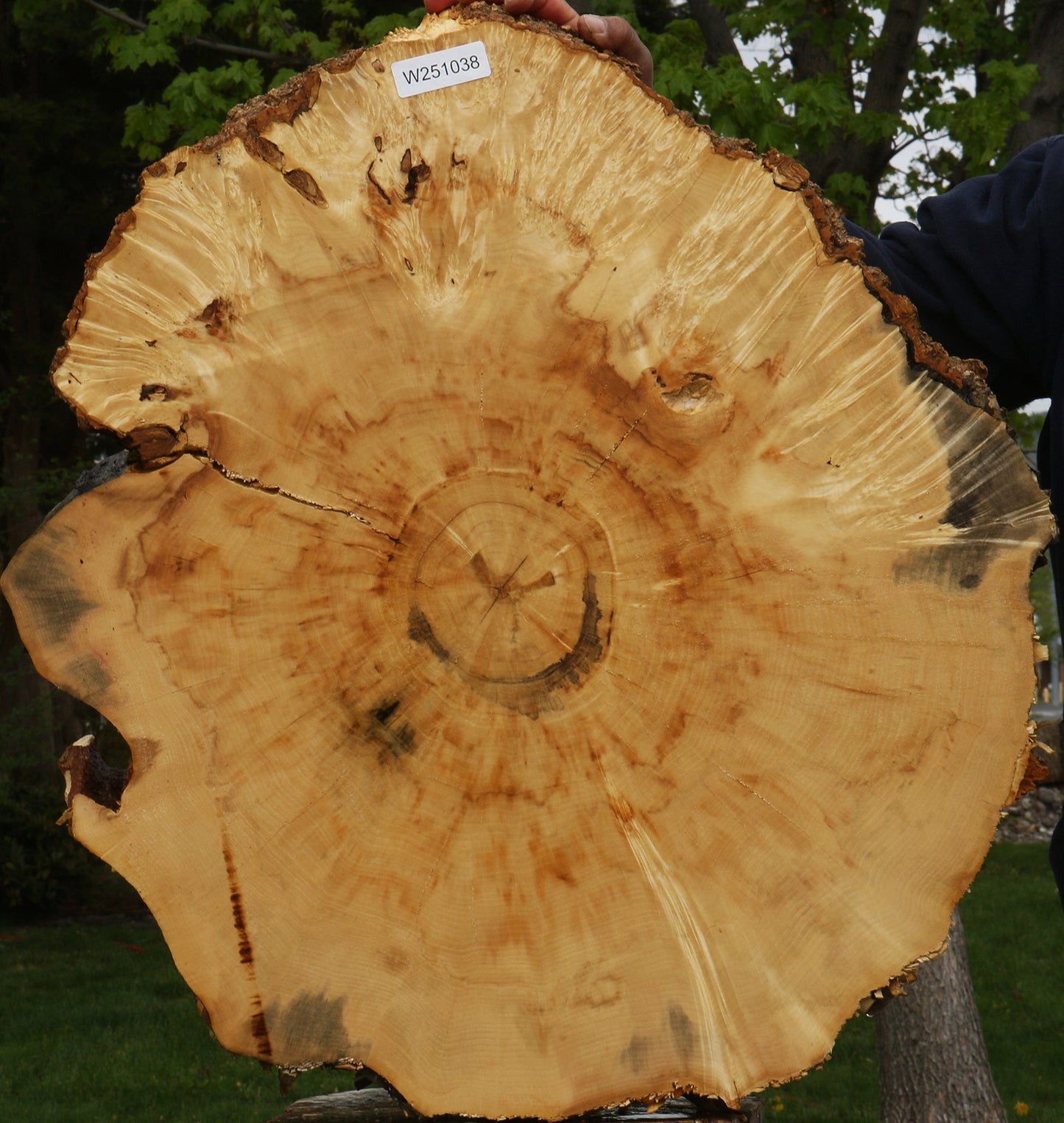 Extra Fancy Box Elder Cookie