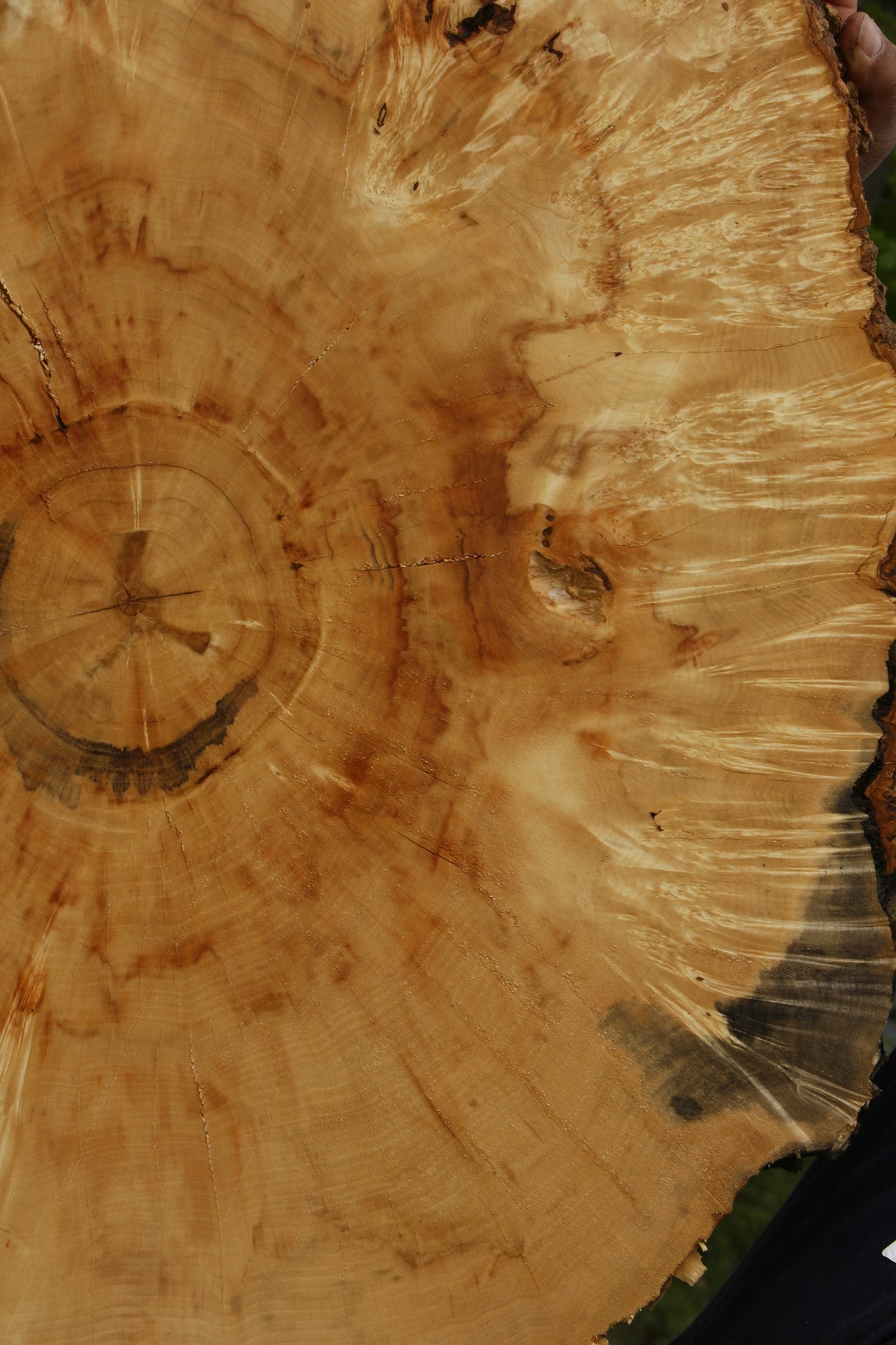 Extra Fancy Box Elder Cookie