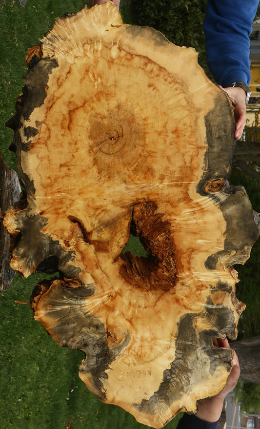 Box Elder Burl Cookie (Free Shipping Excluded)