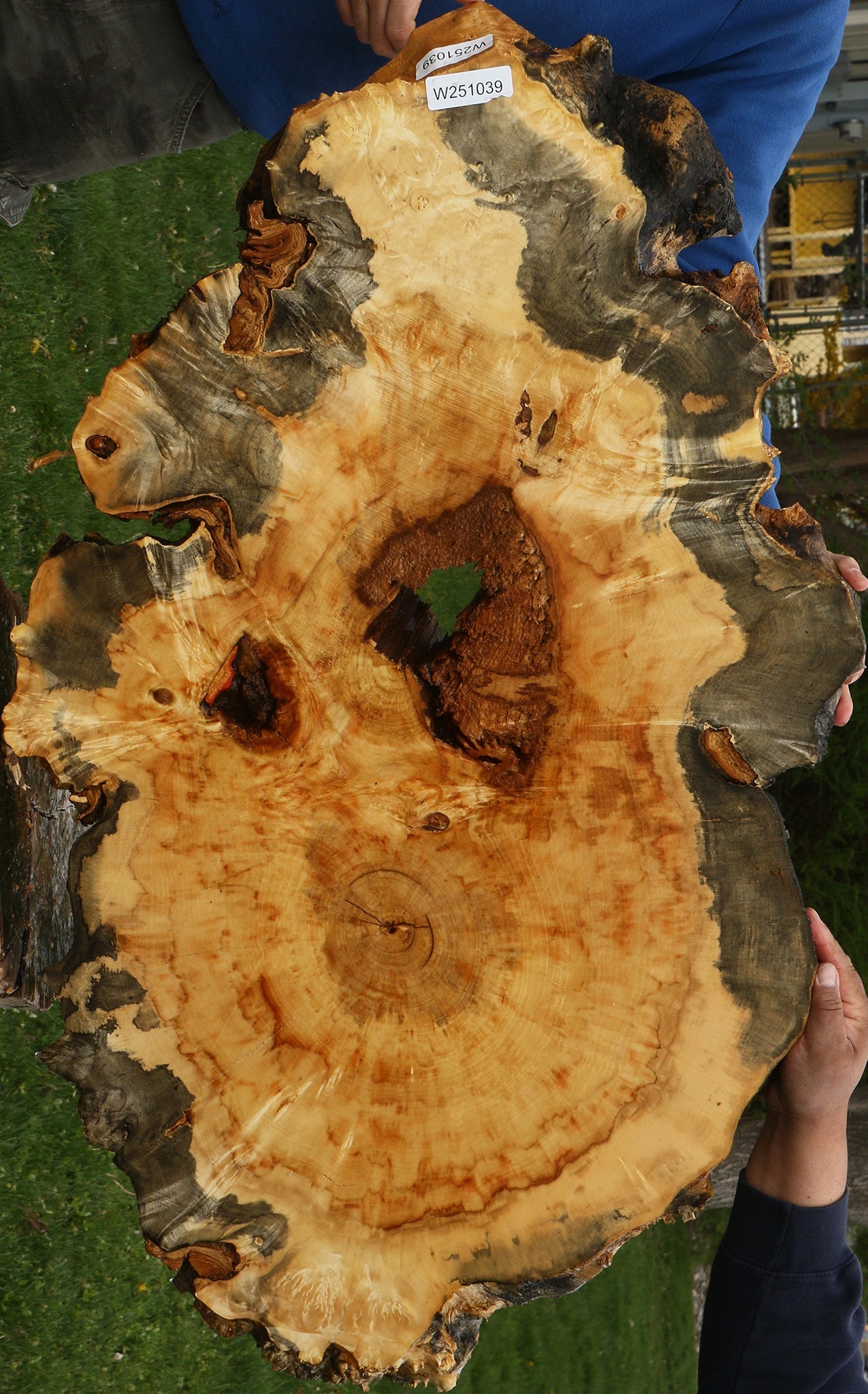 Box Elder Burl Cookie (Free Shipping Excluded)