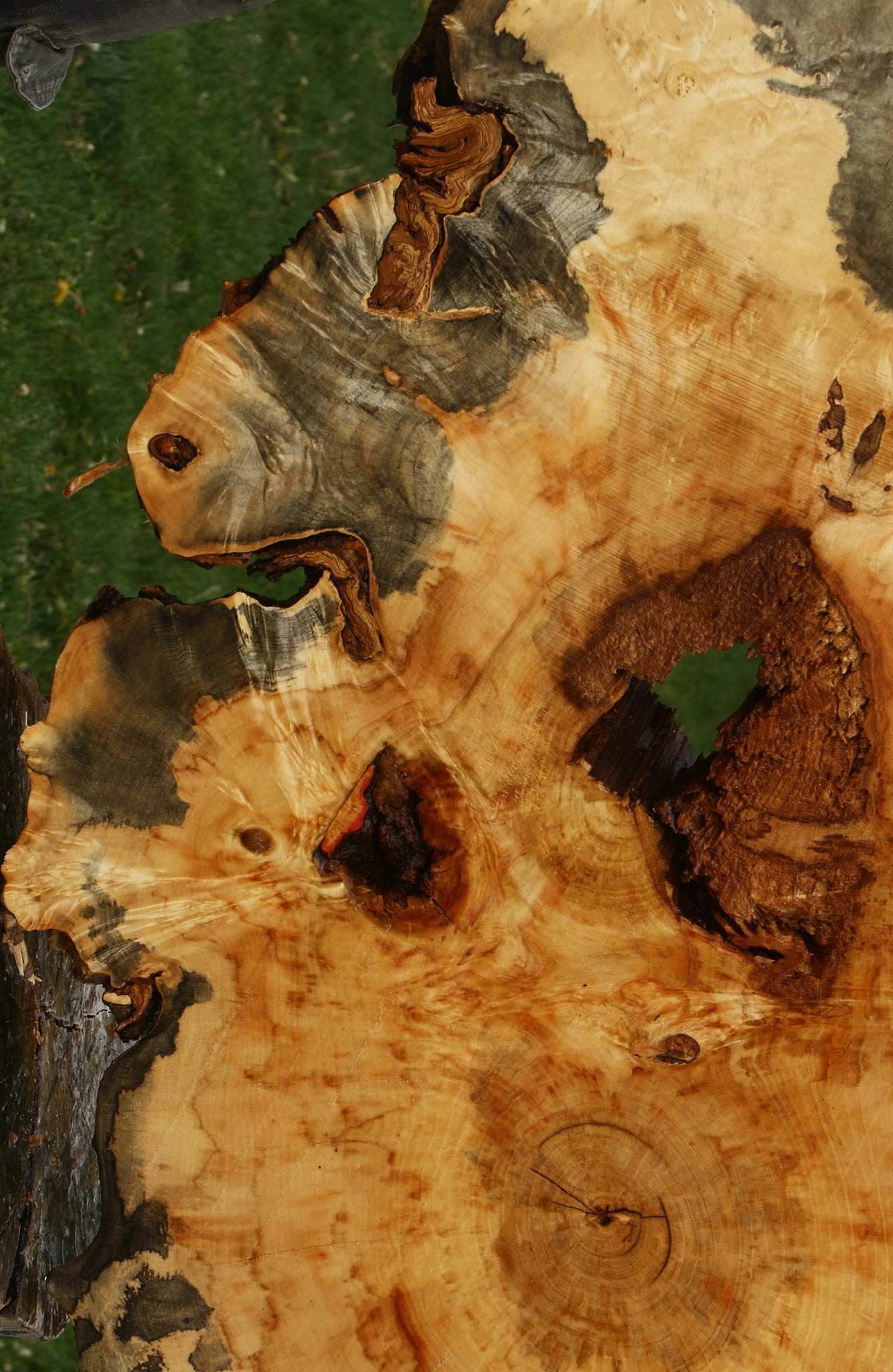 Box Elder Burl Cookie (Free Shipping Excluded)