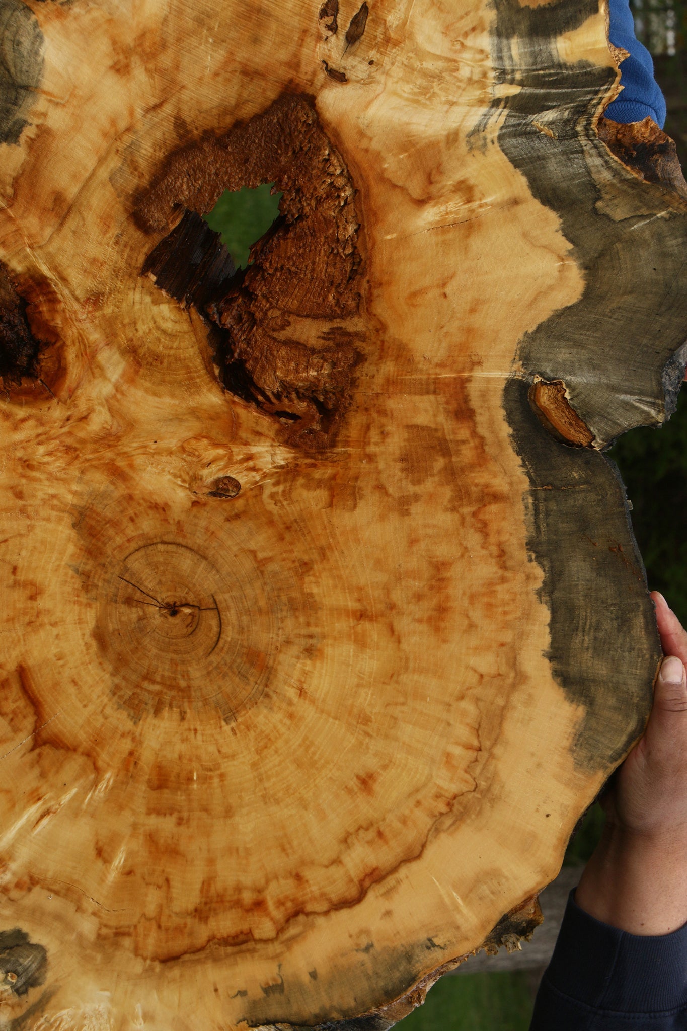 Box Elder Burl Cookie (Free Shipping Excluded)