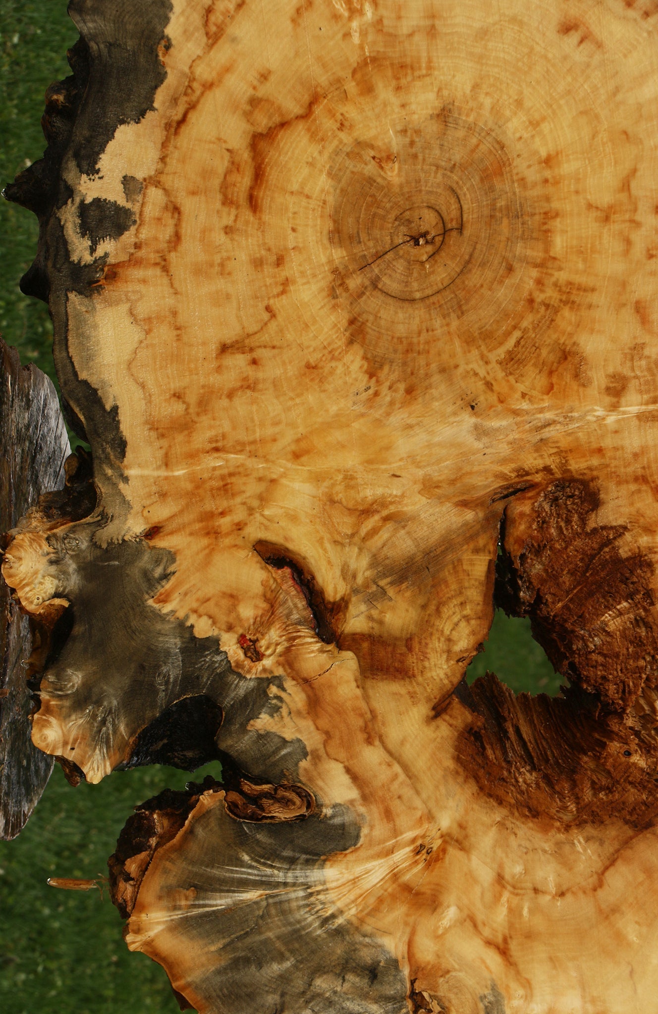 Box Elder Burl Cookie (Free Shipping Excluded)
