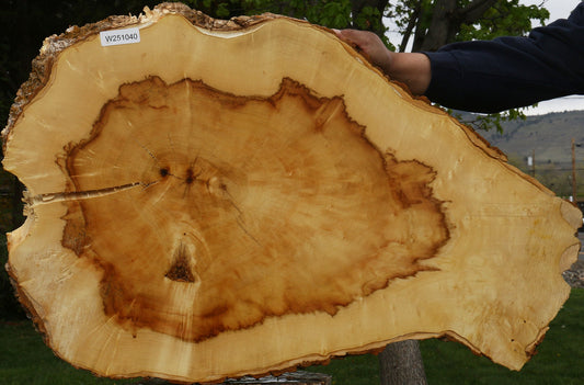 Figured Box Elder Cookie (Free Shipping Excluded)