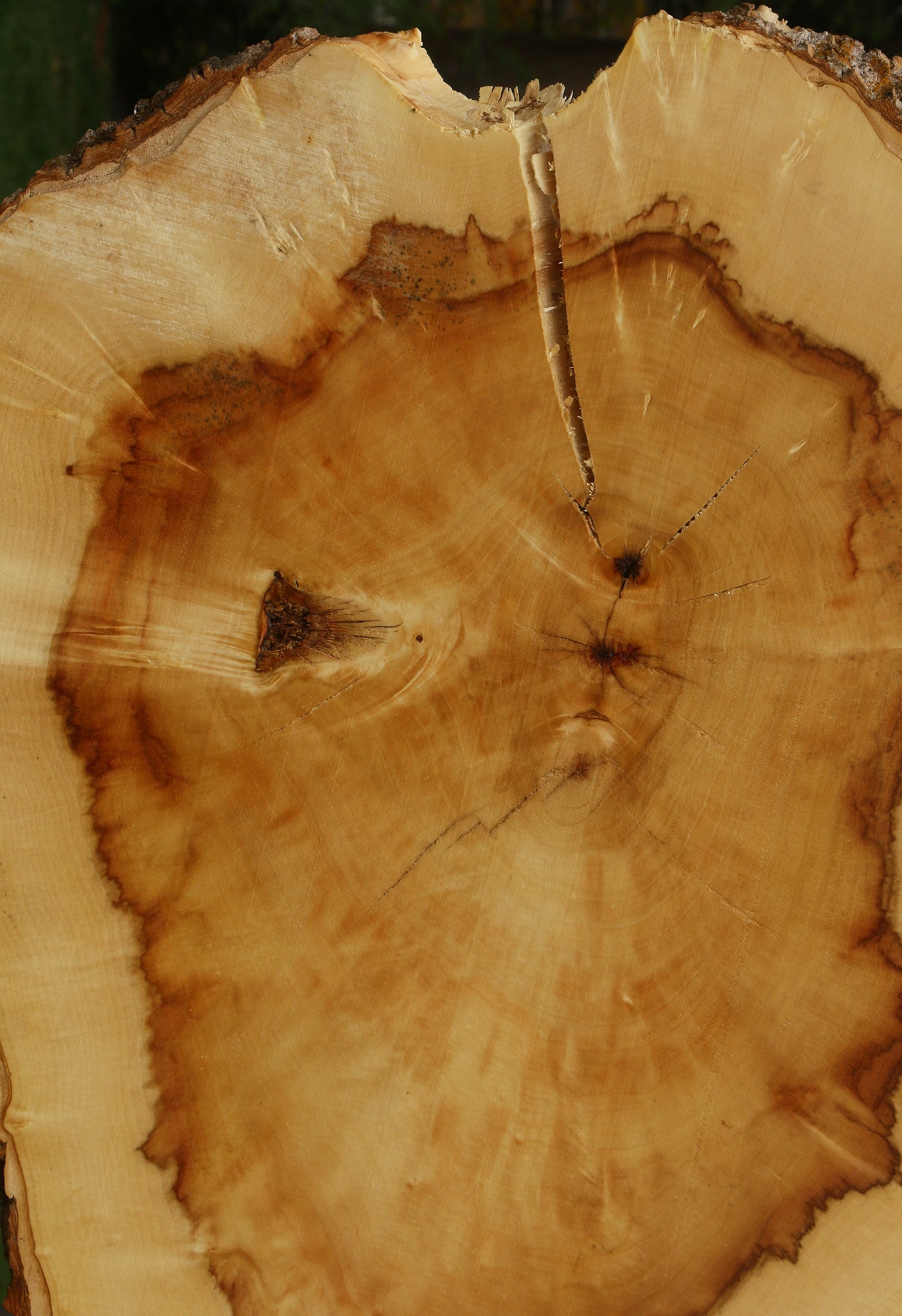 Figured Box Elder Cookie (Free Shipping Excluded)