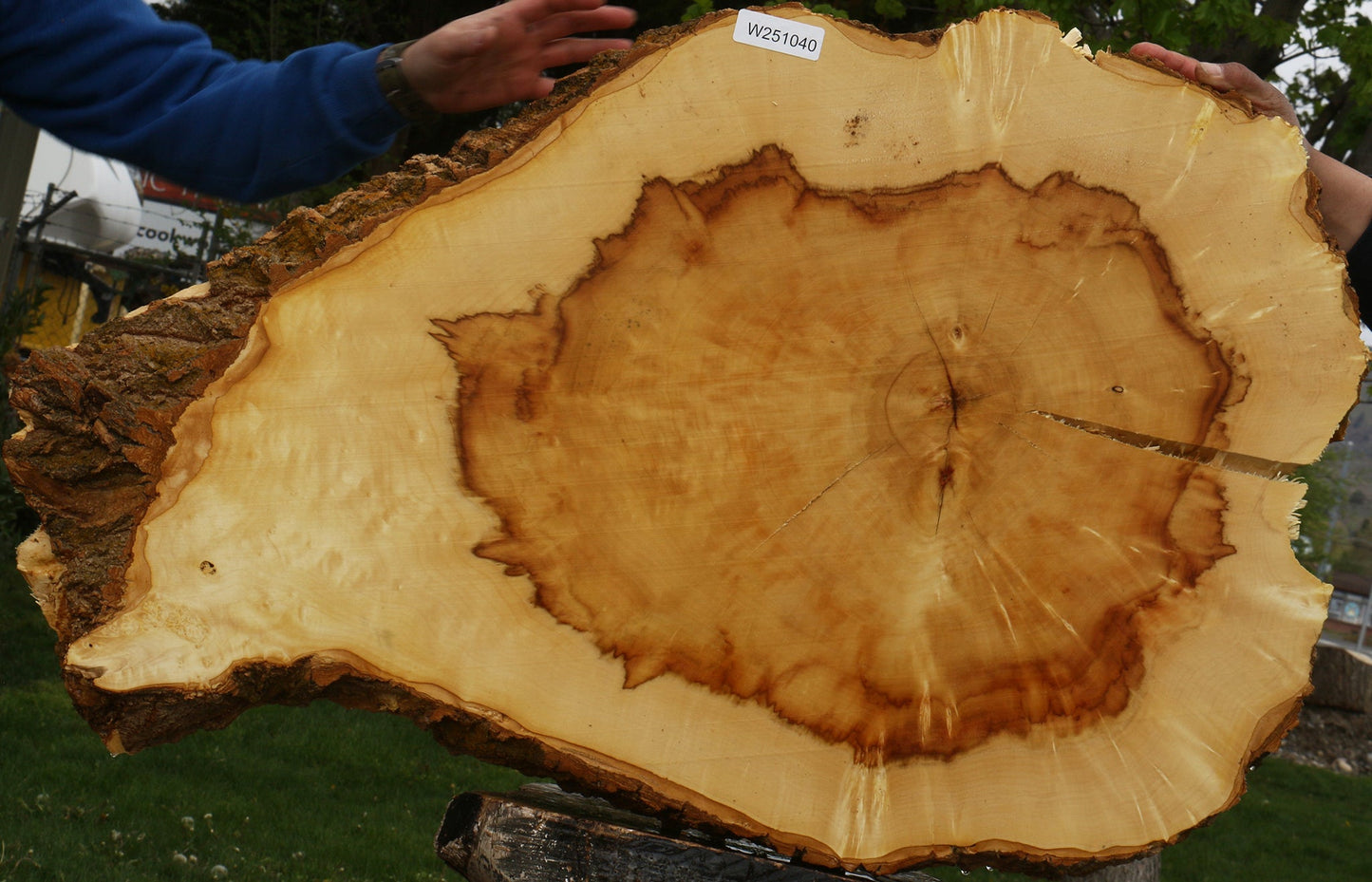 Figured Box Elder Cookie (Free Shipping Excluded)