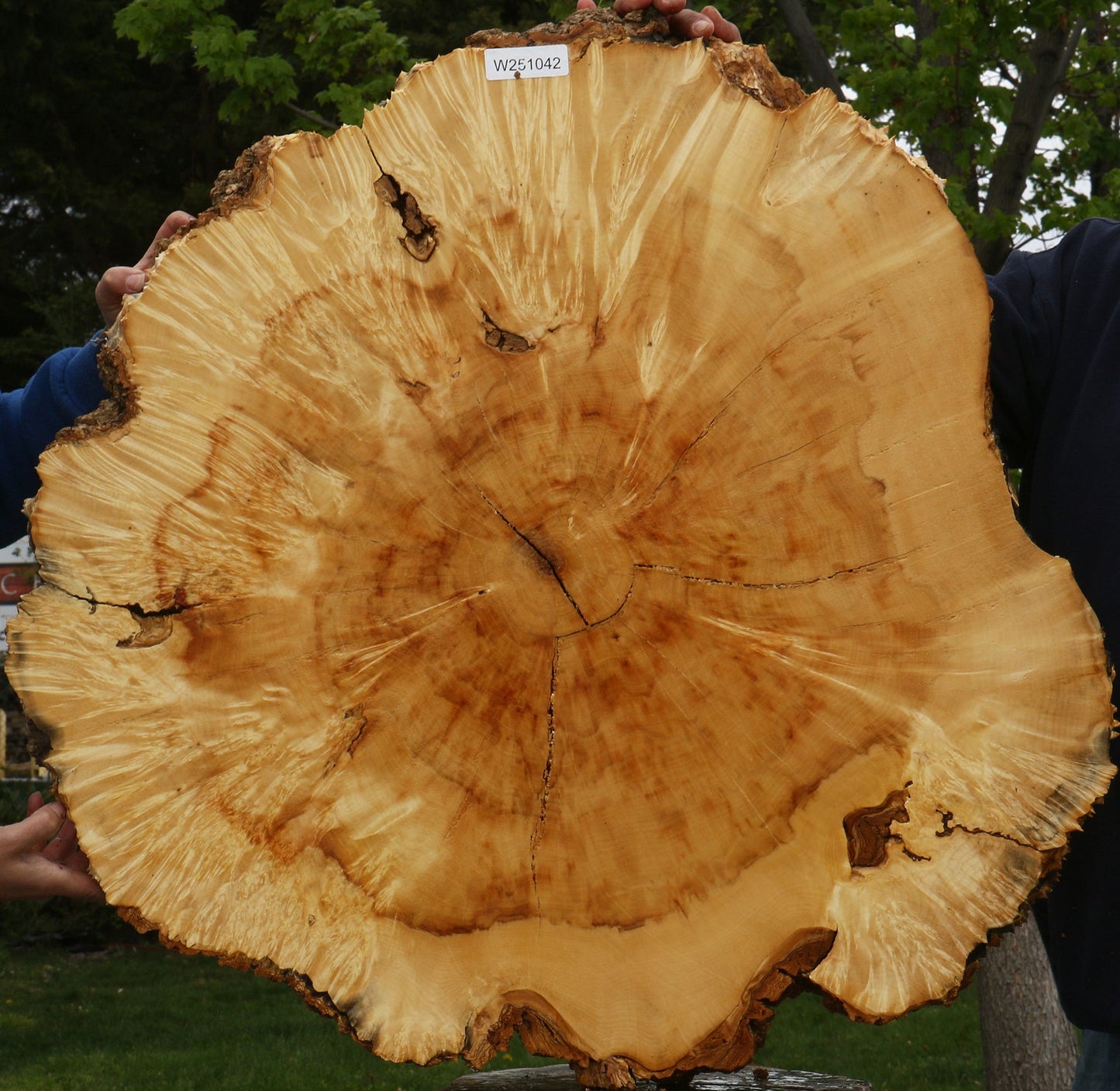 Rustic Box Elder Burl Cookie (Free Shipping Excluded)