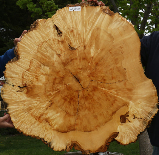 Rustic Box Elder Burl Cookie (Free Shipping Excluded)