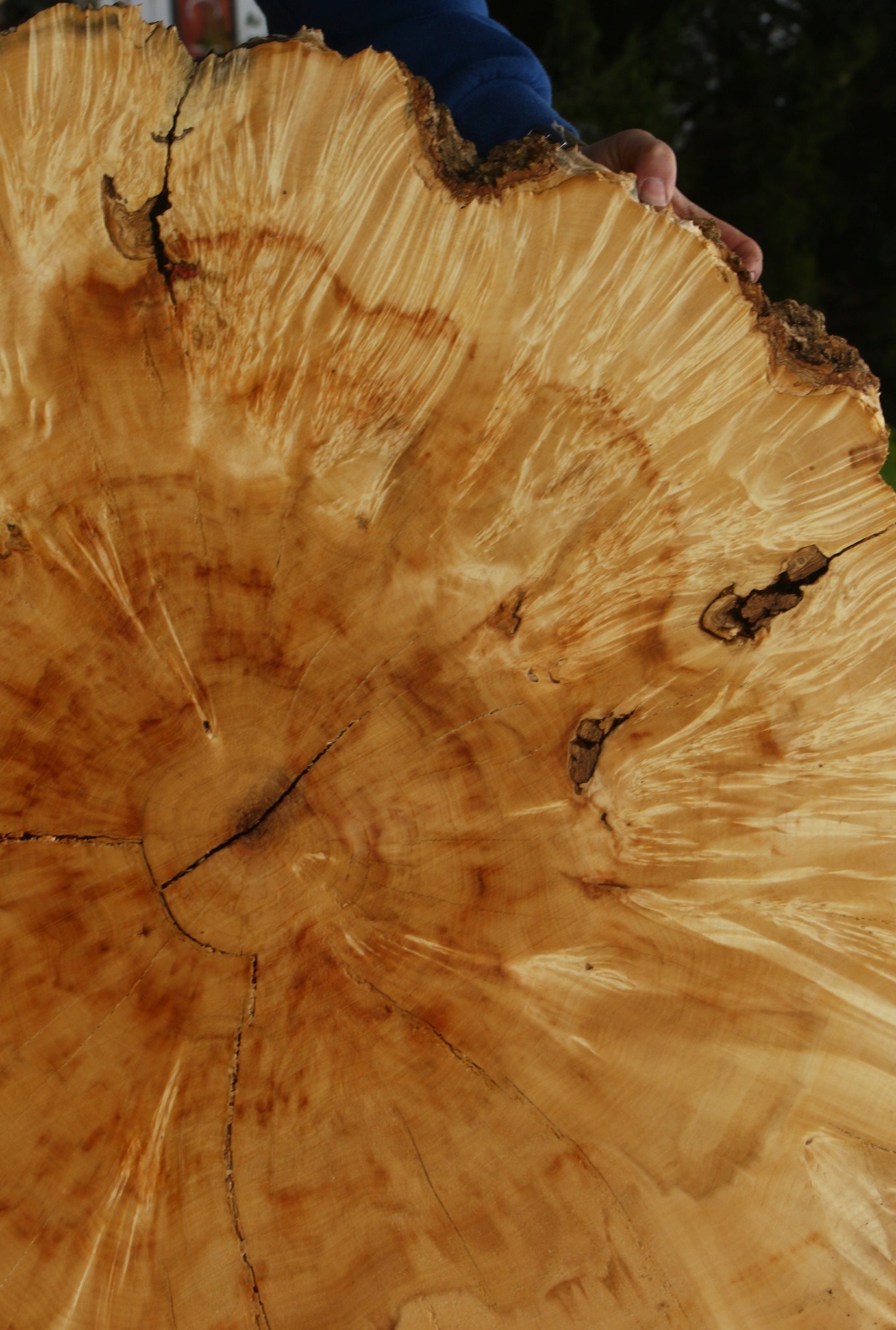 Rustic Box Elder Burl Cookie (Free Shipping Excluded)