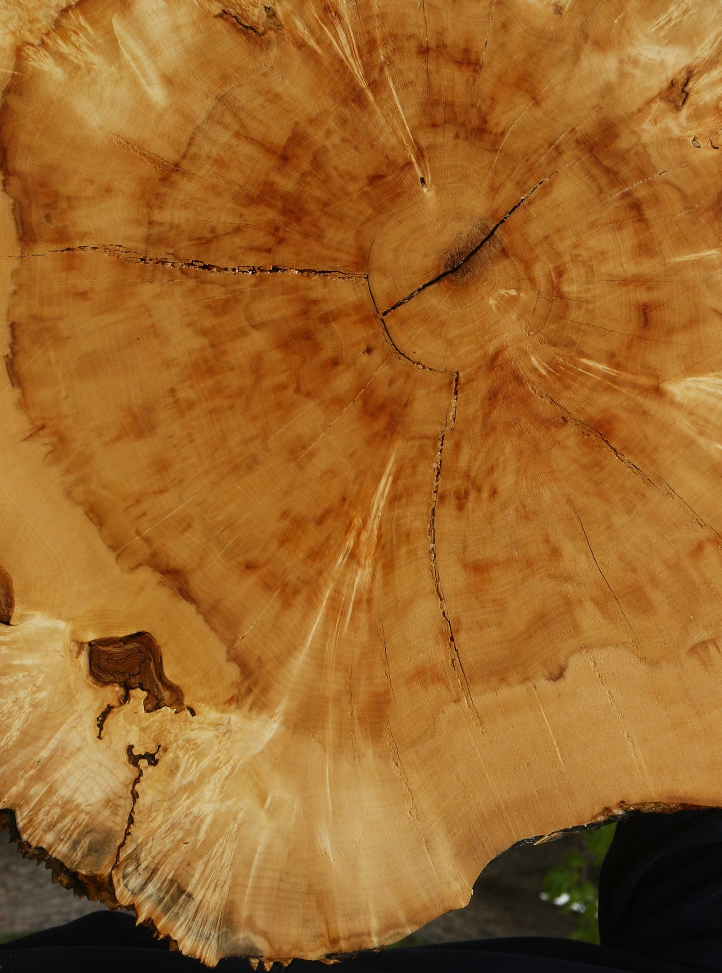 Rustic Box Elder Burl Cookie (Free Shipping Excluded)