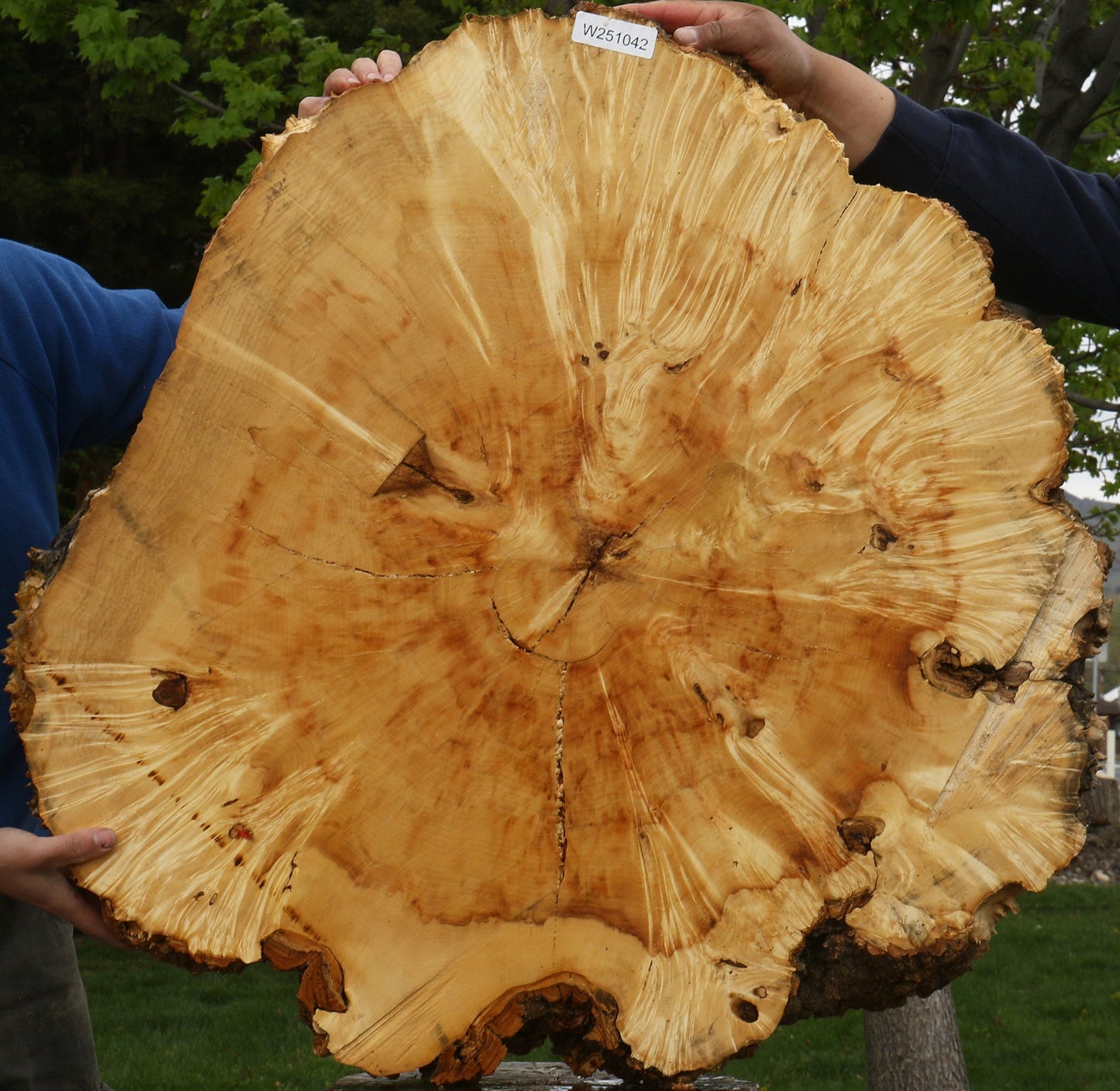 Rustic Box Elder Burl Cookie (Free Shipping Excluded)