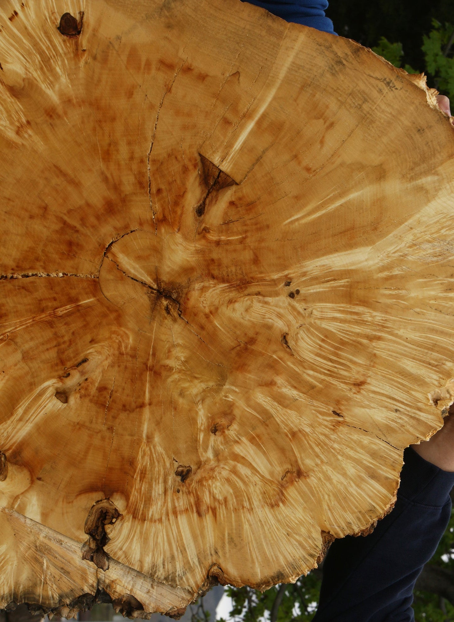Rustic Box Elder Burl Cookie (Free Shipping Excluded)