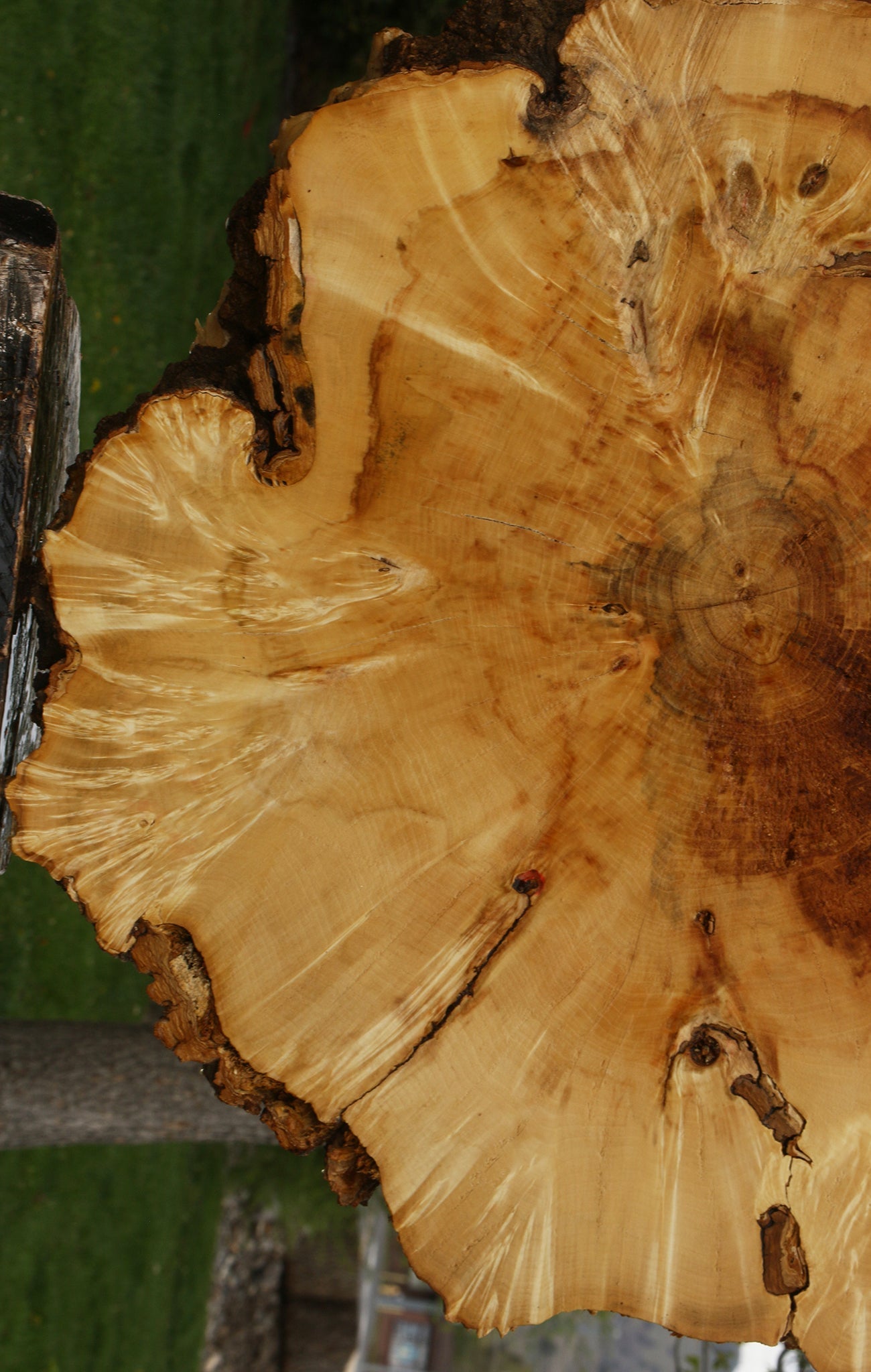Rustic Box Elder Burl Cookie (Free Shipping Excluded)