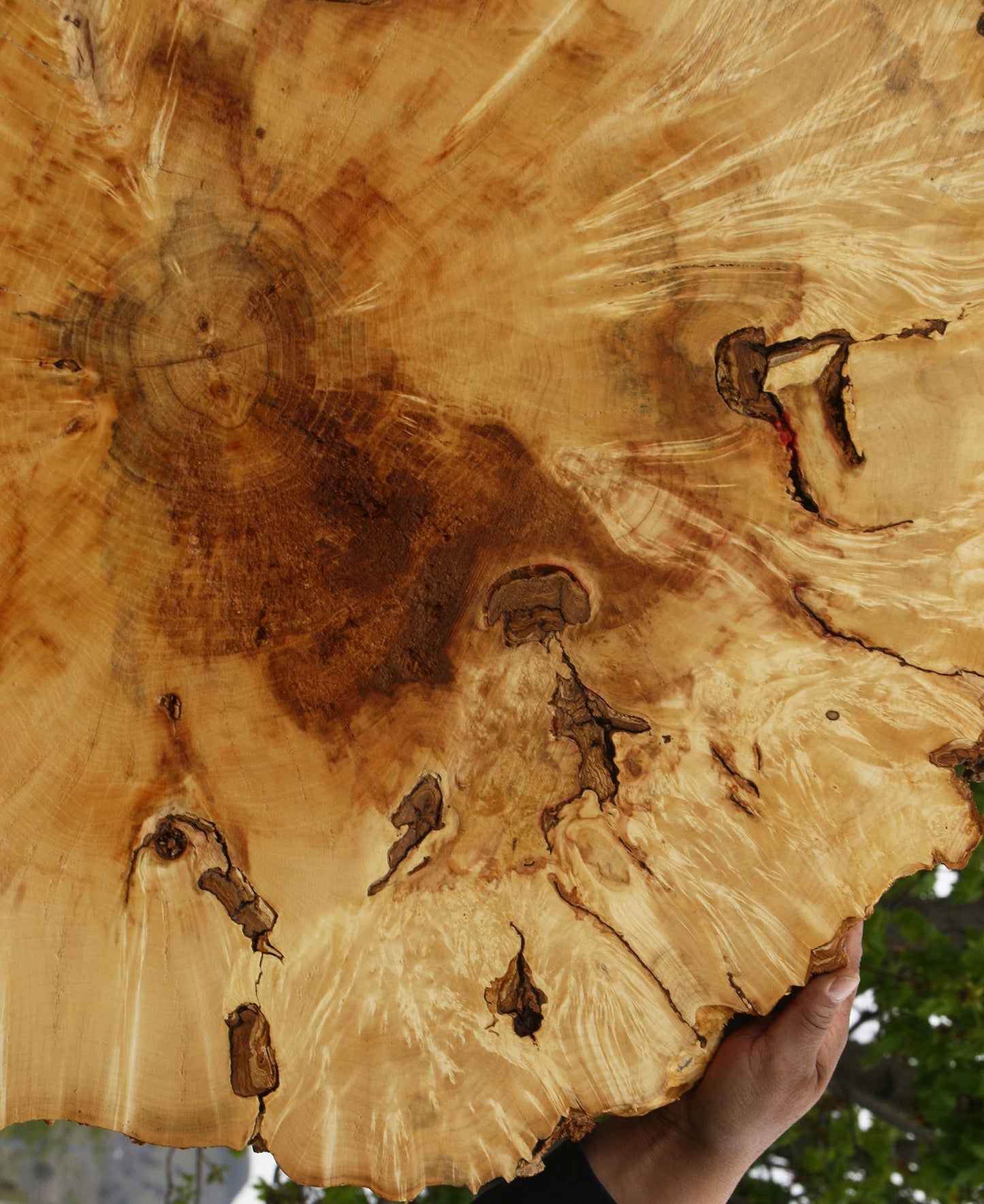 Rustic Box Elder Burl Cookie (Free Shipping Excluded)