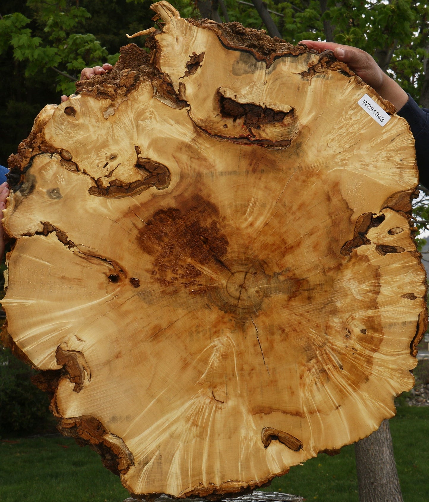 Rustic Box Elder Burl Cookie (Free Shipping Excluded)