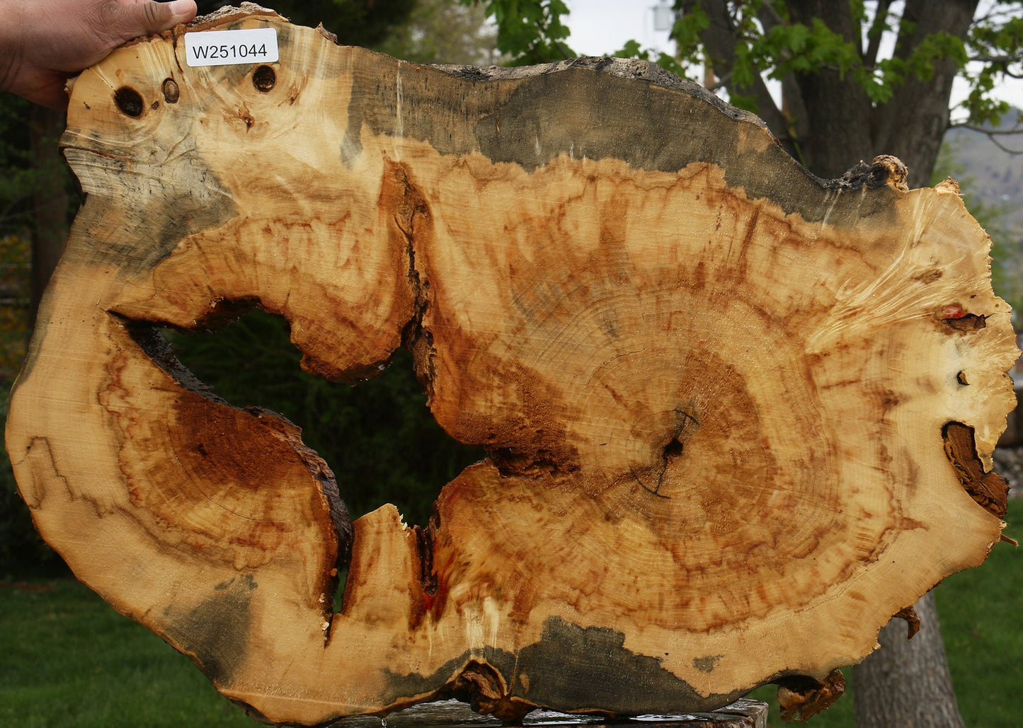 Extra Fancy Rustic Box Elder Cookie