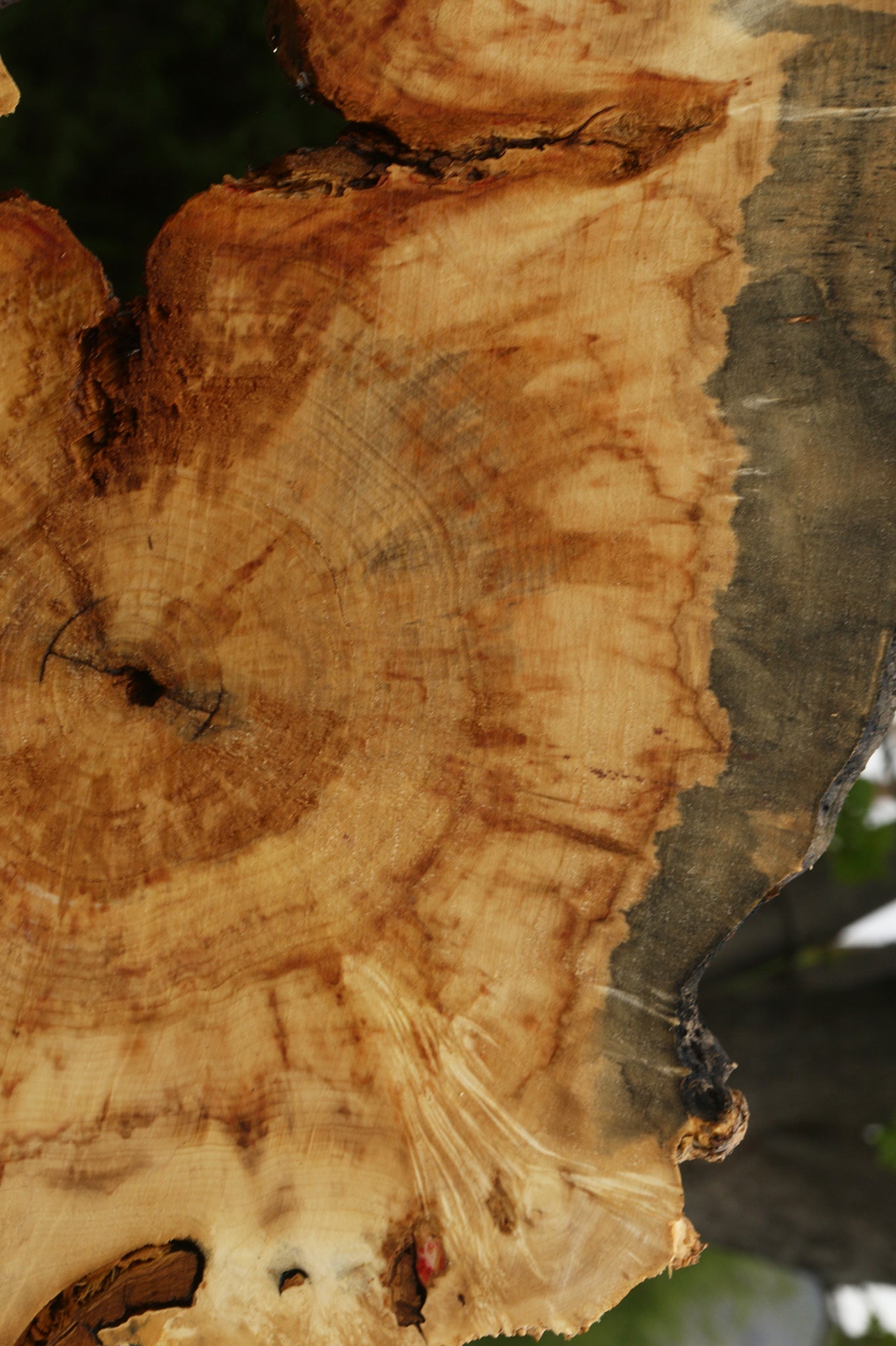 Extra Fancy Rustic Box Elder Cookie