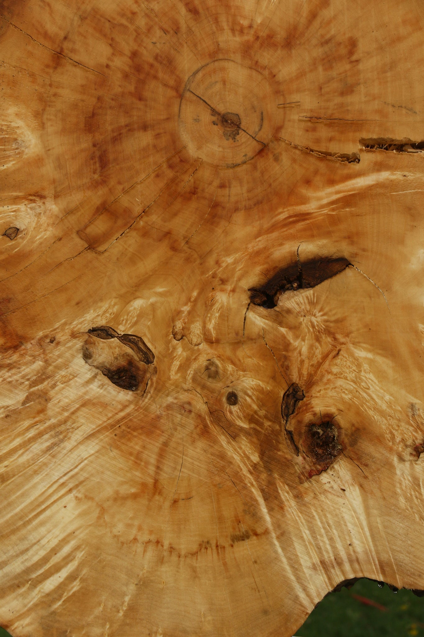 Box Elder Burl Cookie (Free Shipping Excluded)