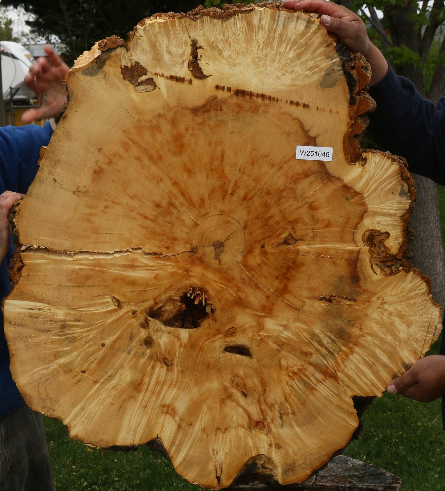 Box Elder Burl Cookie (Free Shipping Excluded)