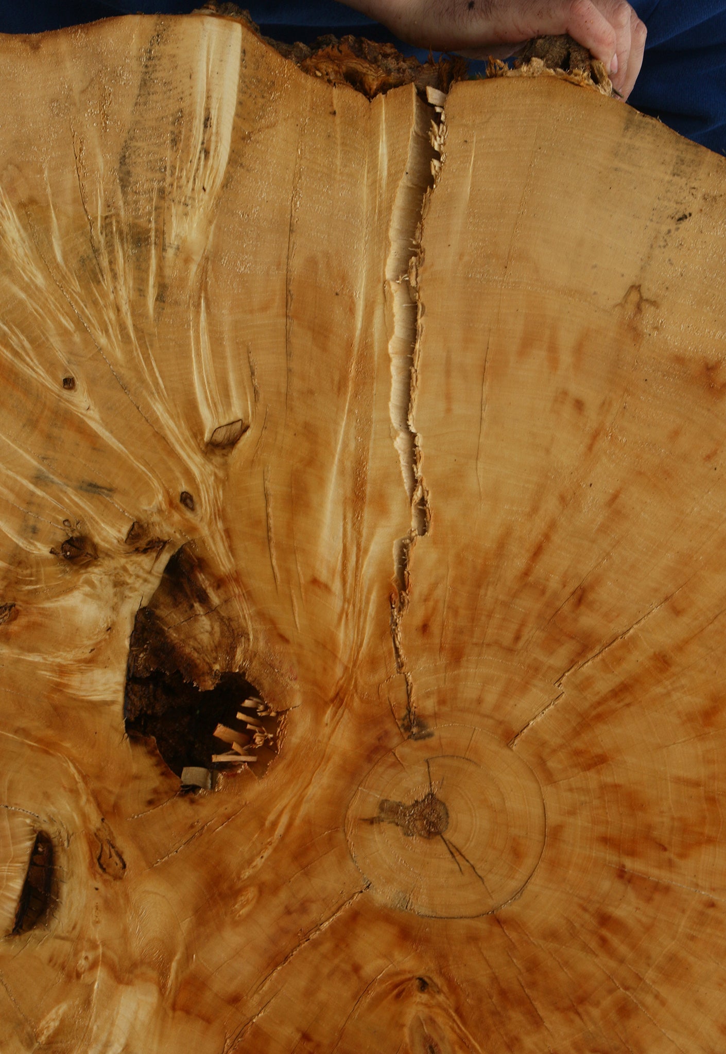 Box Elder Burl Cookie (Free Shipping Excluded)