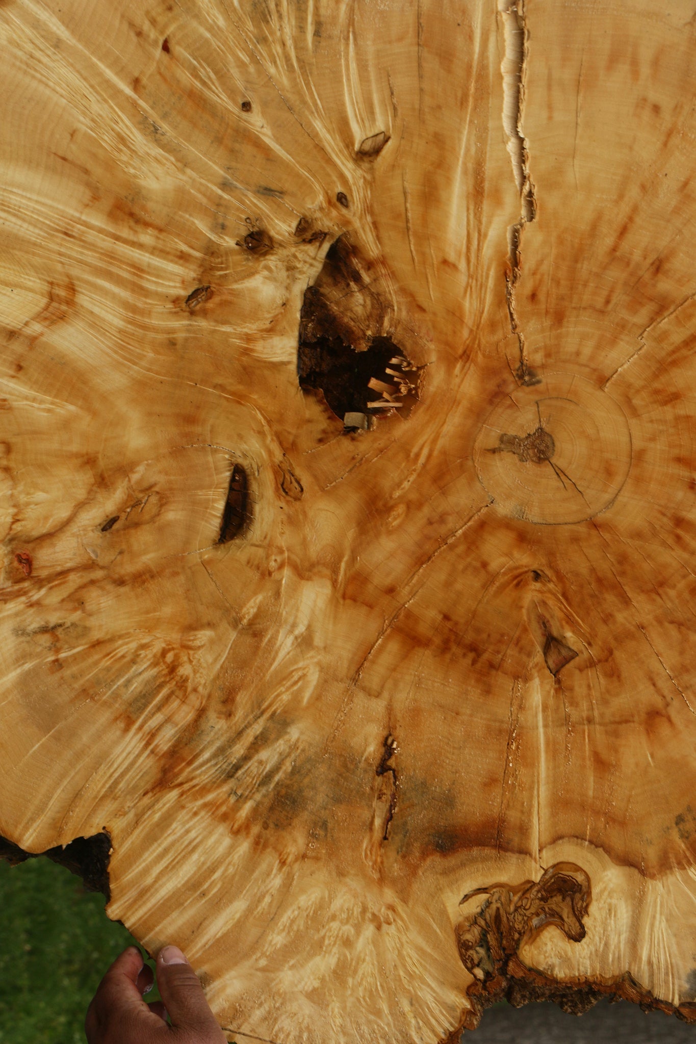 Box Elder Burl Cookie (Free Shipping Excluded)