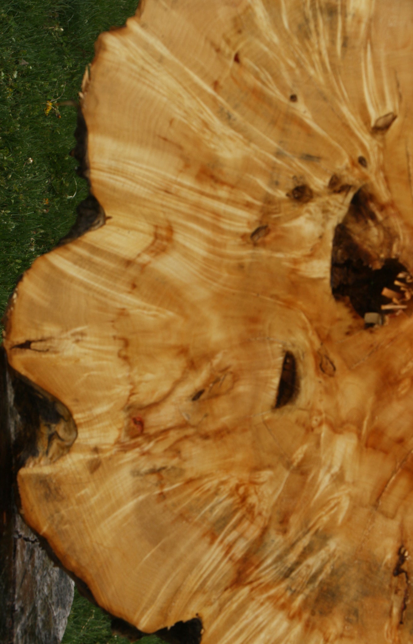 Box Elder Burl Cookie (Free Shipping Excluded)