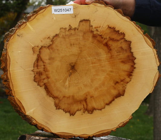 Figured Box Elder Cookie