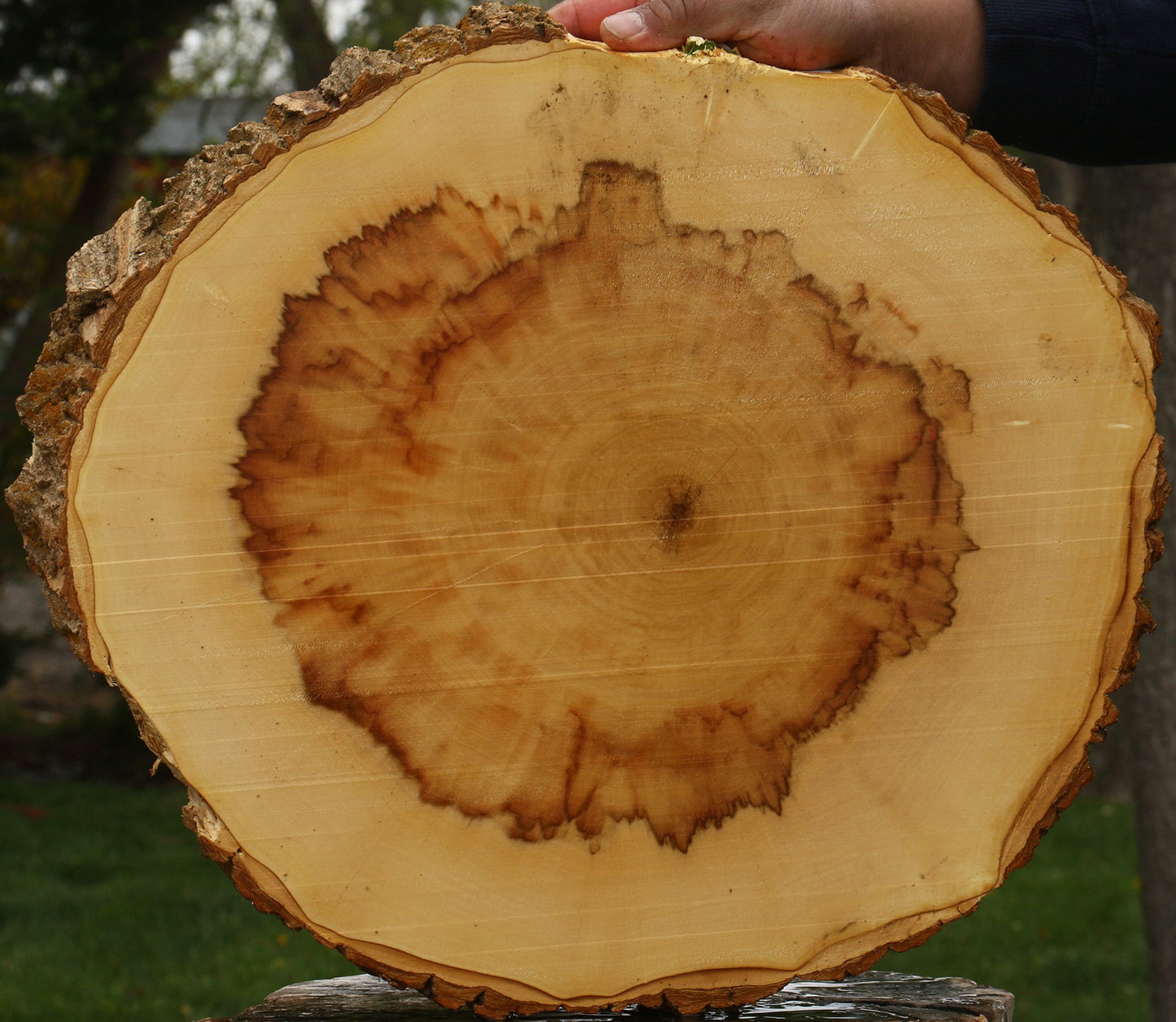 Figured Box Elder Cookie
