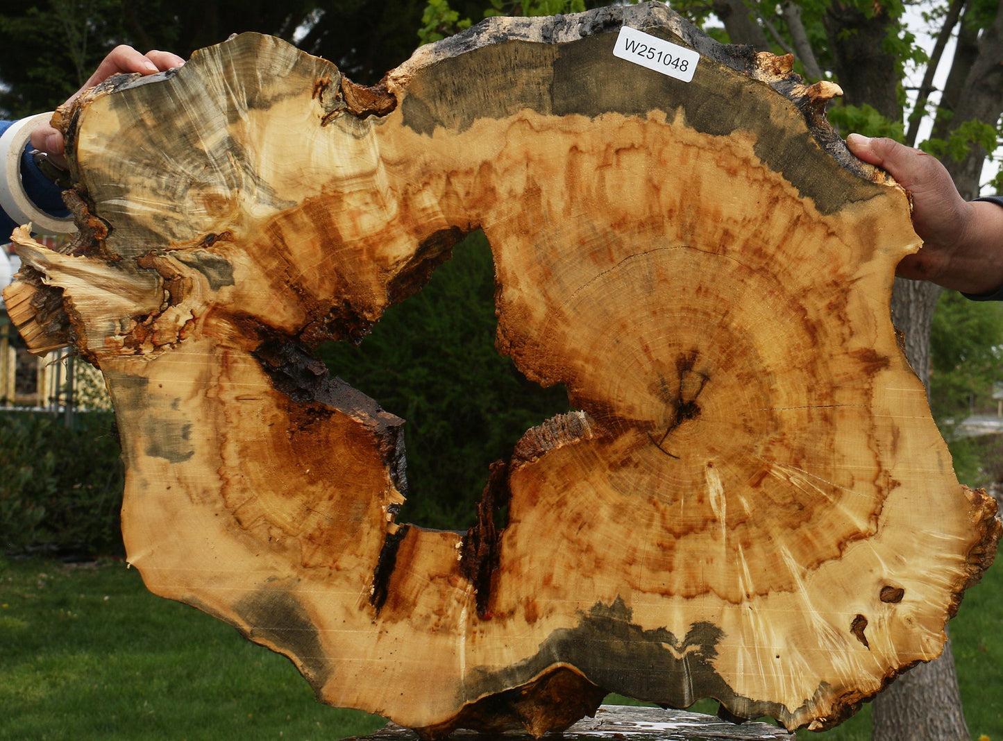 Extra Fancy Rustic Box Elder Cookie